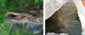 Catfish Species: Flathead Catfish Head and Tail