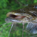 Flathead catfish have a protruding lower jaw.