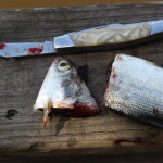 Catfish cut bait