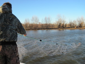 Catching live bait fish with a gill net is the number one trophy catfish bait.