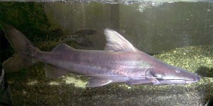 Piraiba catfish