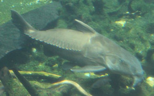 Sawtooth catfish