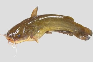 Catfish Species: Yellow Bullhead Catfish