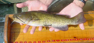 Catfish Species: Brown Bullhead Catfish