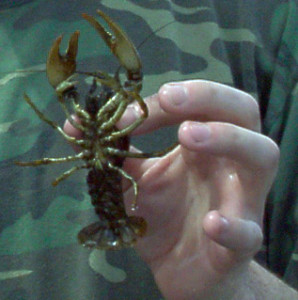 Crawdads can be a great catfish bait, alive or dead.