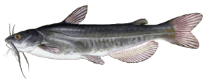 Catfish Species: White Catfish