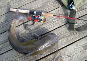 A pretty 4-5 lb channel cat caught on a tube jig and an ultralight rod with 4lb Firewire