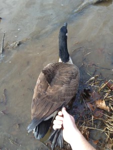 A nice Canadian goose on rod and reel.