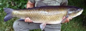 Grass Carp have a thinner bodies than common carp but they have larger scales than big head/silver carp.