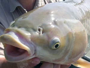 Grass carp don't have barbels on their mouth and their mouths don't point down as much as common carp.