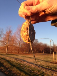 A NGT method feeder loaded with oatmeal and corn bait. 