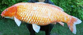 Koi are common carp in shades of orange, black and white.