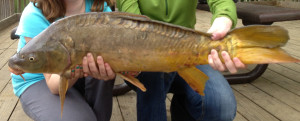 A linear carp with the line of scale on the back.