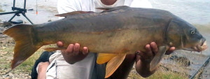 Leather carp have few or no scales. 