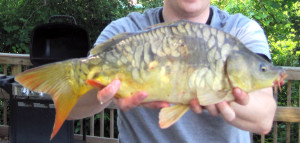 A mirror carp with the large sporadic scale pattern. 