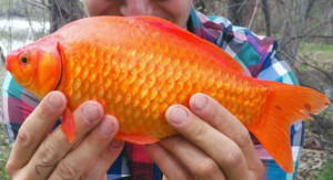 Gold fish are smaller and...look like your childhood pet.
