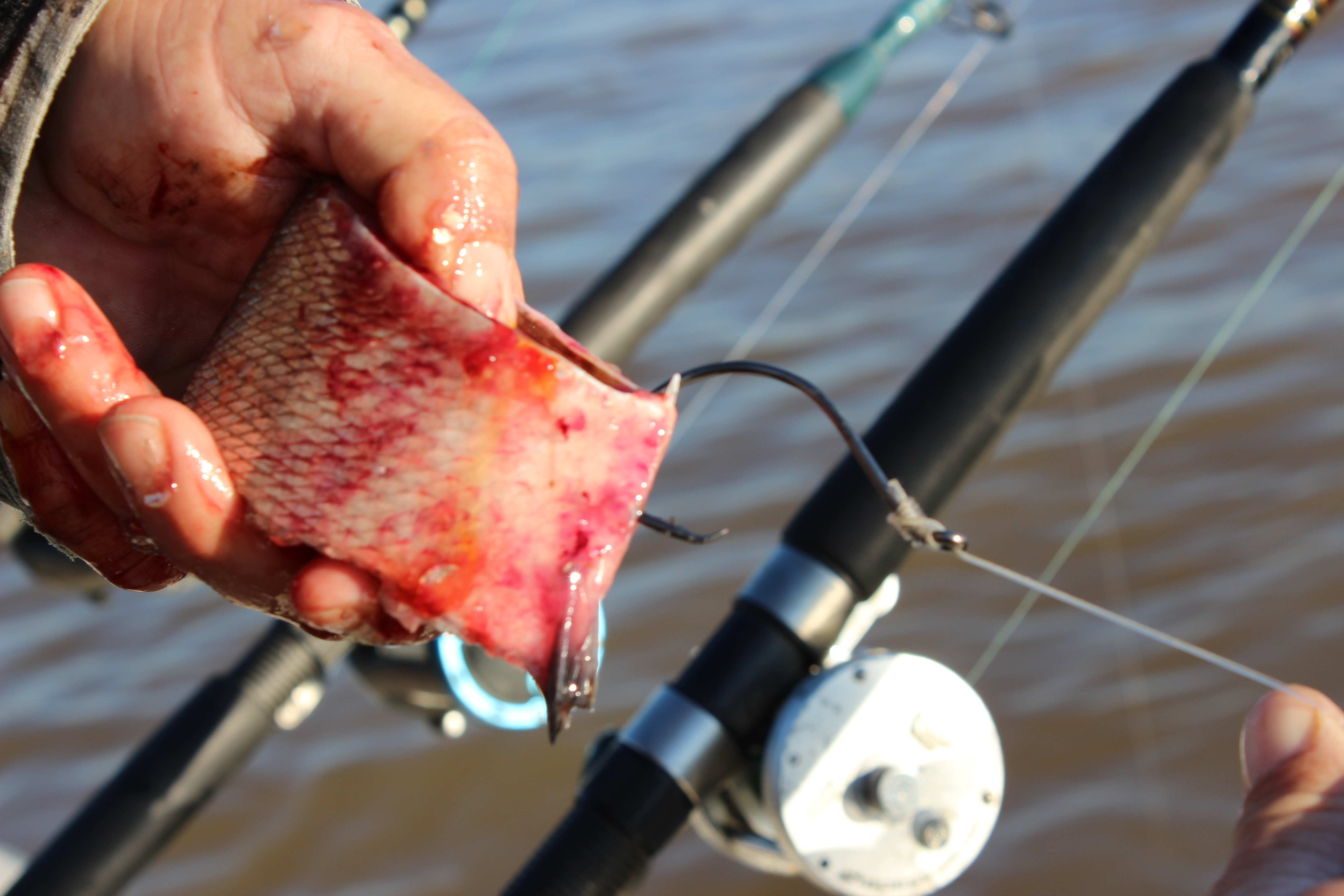 Catfishing: How to Bait a Hook 