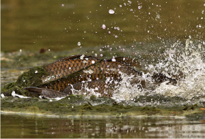 Carp begin spawning when the temperature, water levels and day light are just right. 