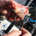 Super fresh cut shad on a 7/0 circle hook is a classic trophy blue catfish bait,