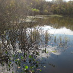 When water levels increase or decrease the bait fish and amphibians will be hiding in thick submerged vegetation like this and the catfish will be prowling along the edges. 