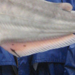The anal fin of a blue catfish has a straight edge