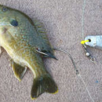 live blue gill rig