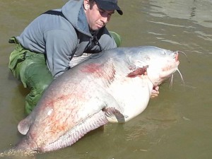 135 lb Virginia blue catfish