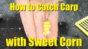Check out this YouTube video on using sweet corn to catch carp.