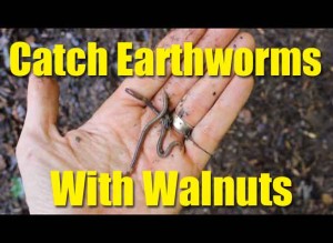 Catch Earthworms with walnuts