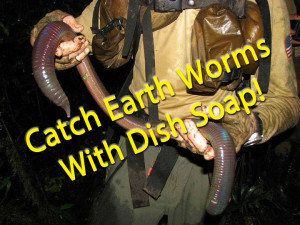 Catch earthworms with dish soap