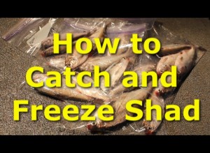 How to catch shad and freeze them for catfish bait