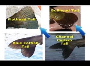 How to identify catfish
