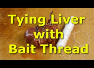Tying chicken liver with bait thread