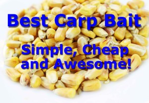 Feed corn, simple cheap and effective carp bait.